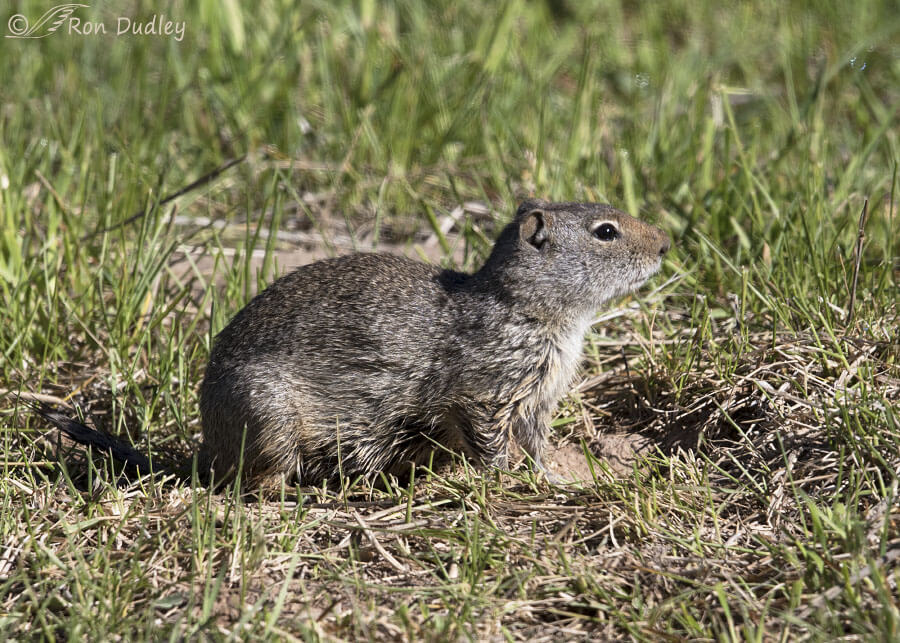 Uinta Ground Squirrel Characteristics