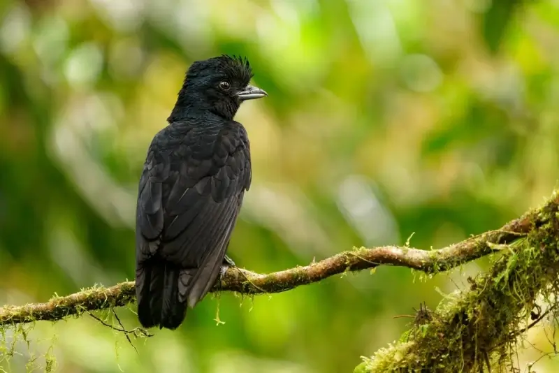 Umbrellabird Behavior