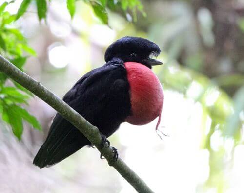 Umbrellabird Characteristics