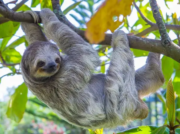 Unau (Two-toed Sloth)