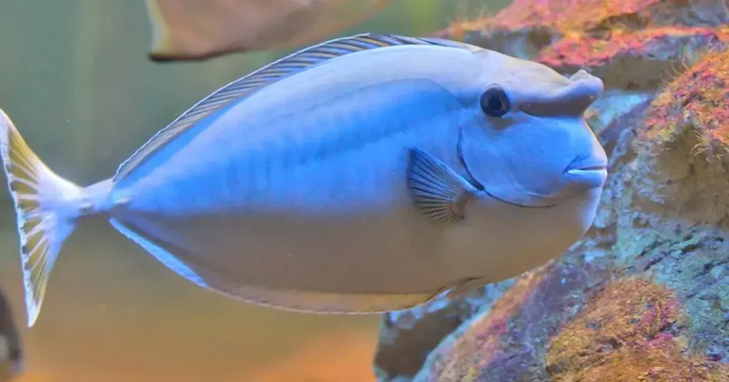 Unicornfish Behavior