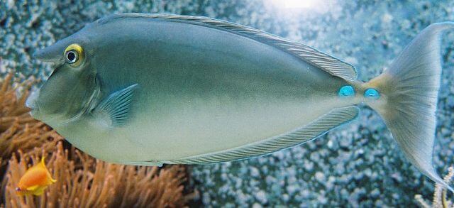 Unicornfish Characteristics