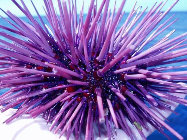 Urchin