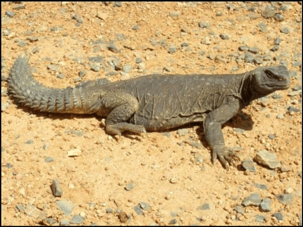 Uromastyx (Spiny-tailed Lizard)