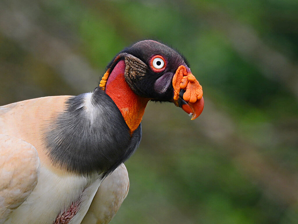 Urubu (Vulture) Behavior