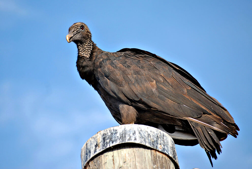 Urubu (Vulture) Characteristics