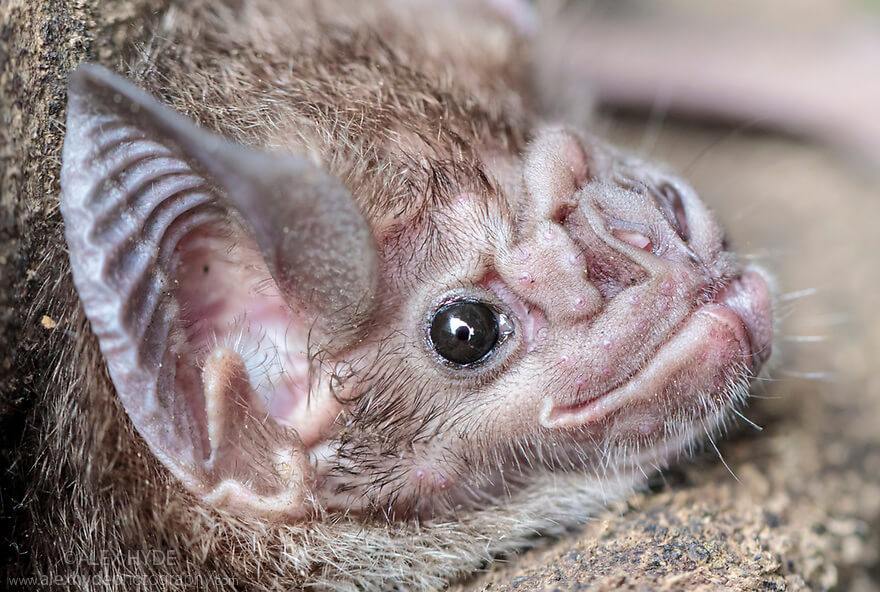 Vampire Bat Behavior