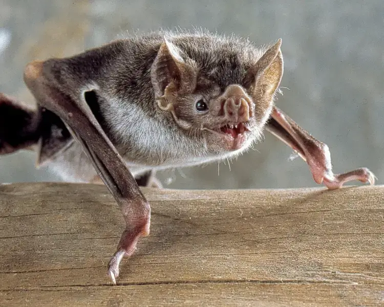 Vampire Bat Characteristics