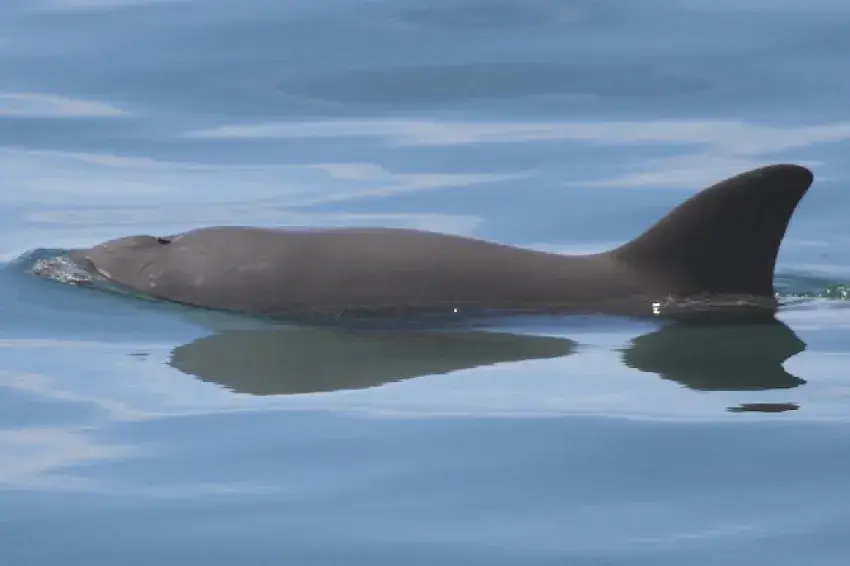 Vaquita Behavior