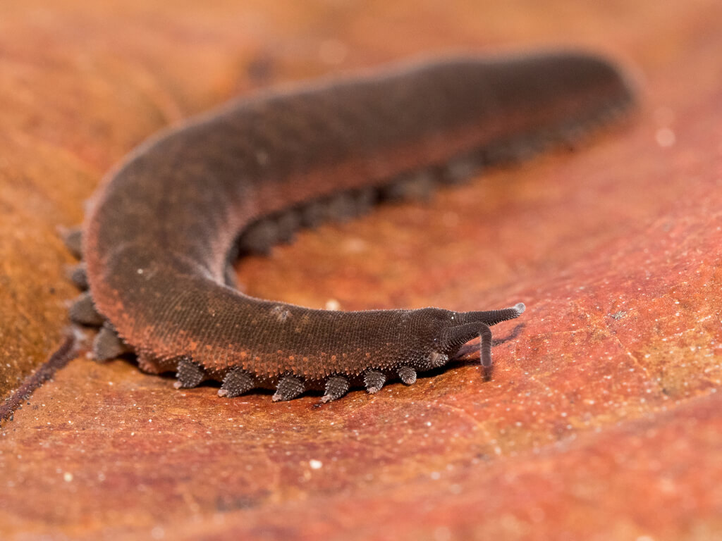 Velvet Worm Behavior