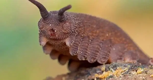 Velvet Worm Characteristics