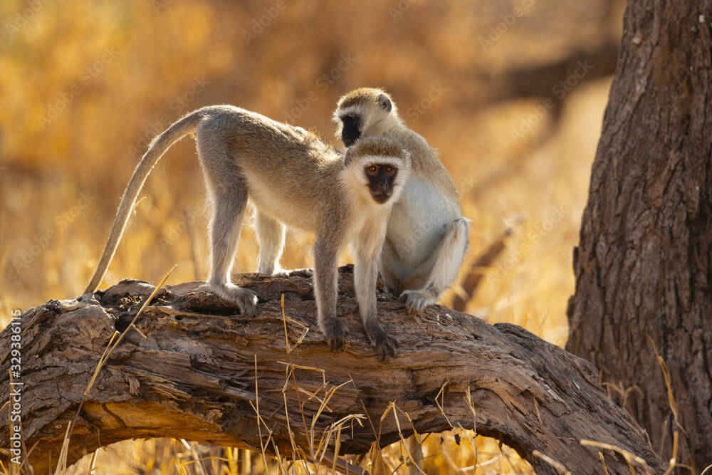 Vervet Monkey Behavior