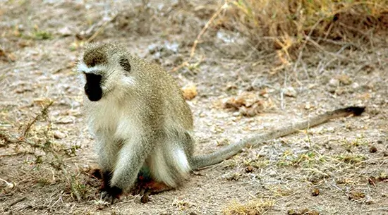 Vervet Monkey Characteristics