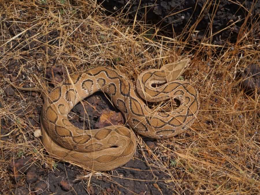 Viper Behavior