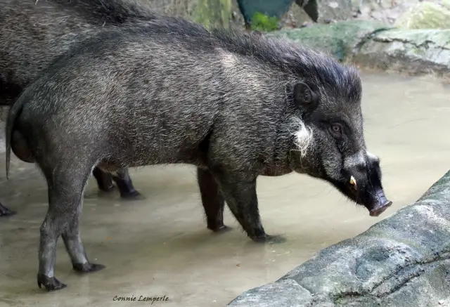 Visayan Warty Pig Behavior