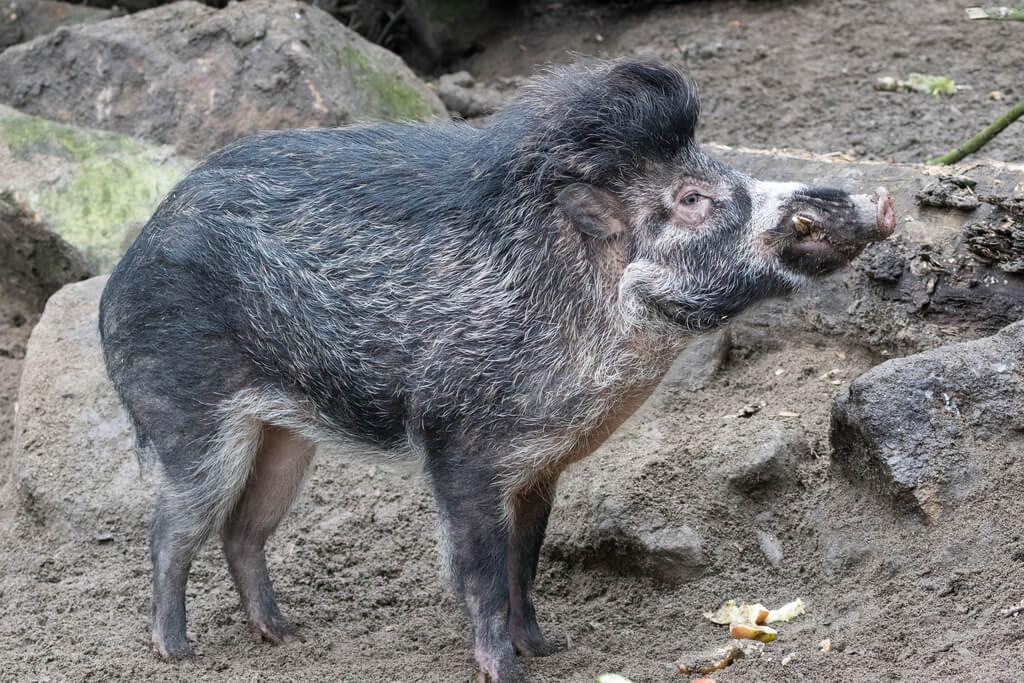 Visayan Warty Pig Characteristics