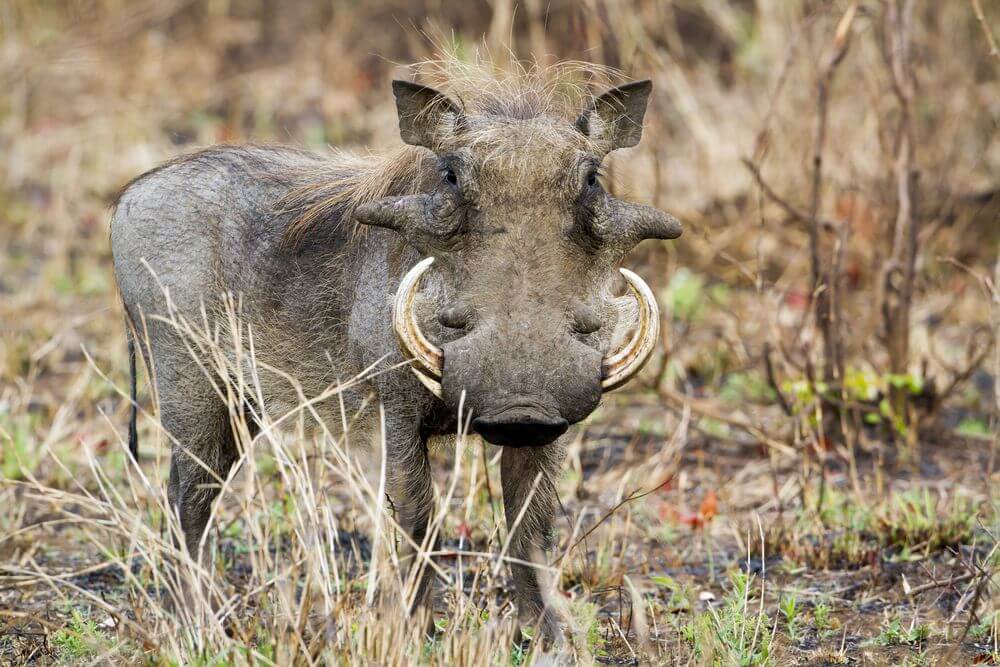 Warthog Characteristics