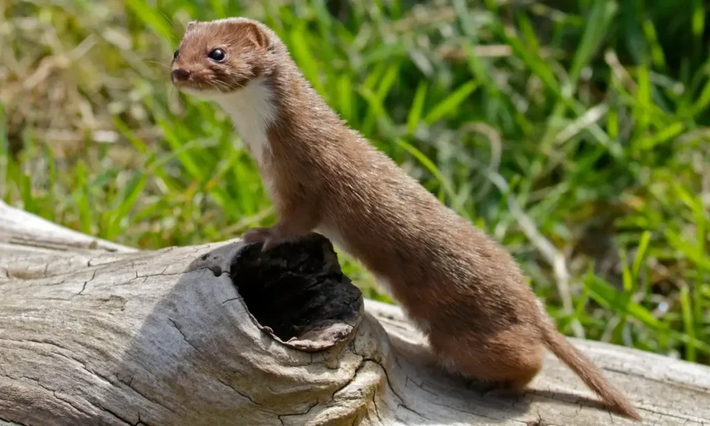 Weasel