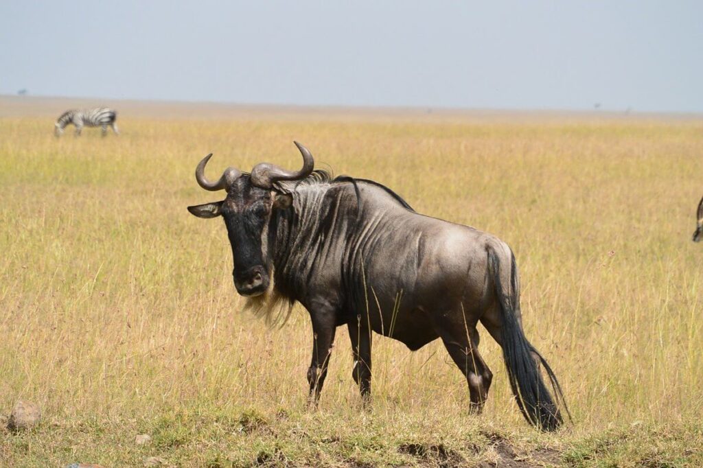 Wildebeest Characteristics