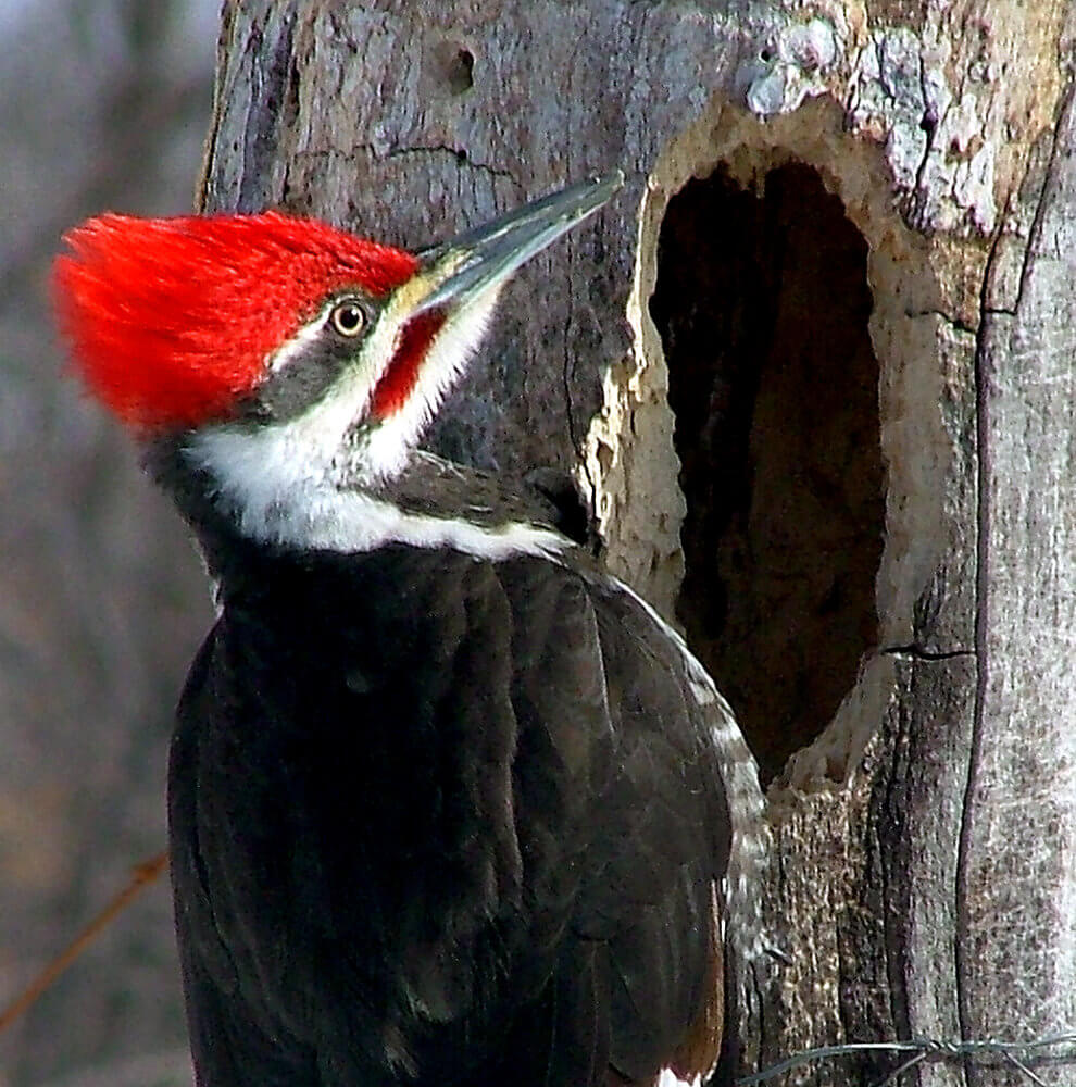 Woodpecker Characteristics