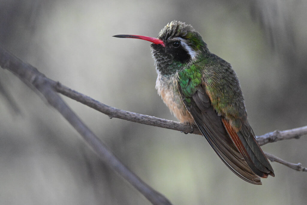 Xantus’s Hummingbird