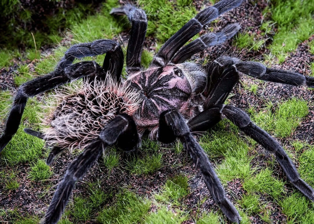 Xenesthis (Tarantula)