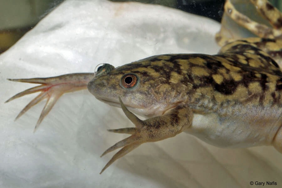 Xenopus Characteristics