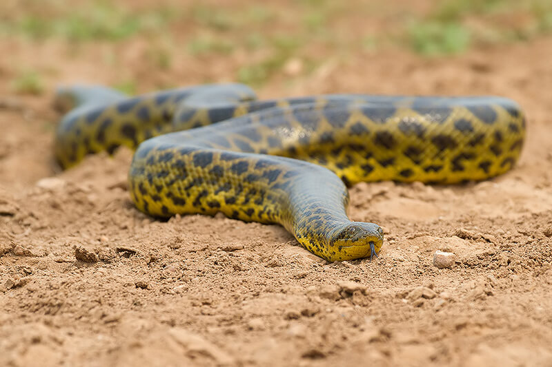 Yellow Anaconda Characteristics