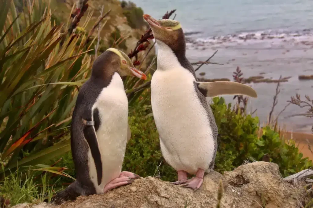 Yellow-eyed Penguin Characteristics