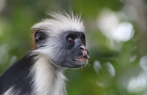 Zanzibar Red Colobus Characteristics