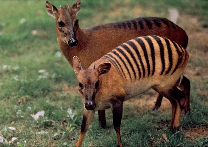 Zebra Duiker Characteristics