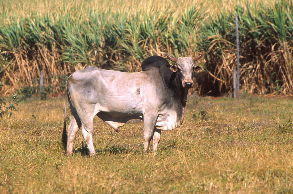 Zebu Characteristics