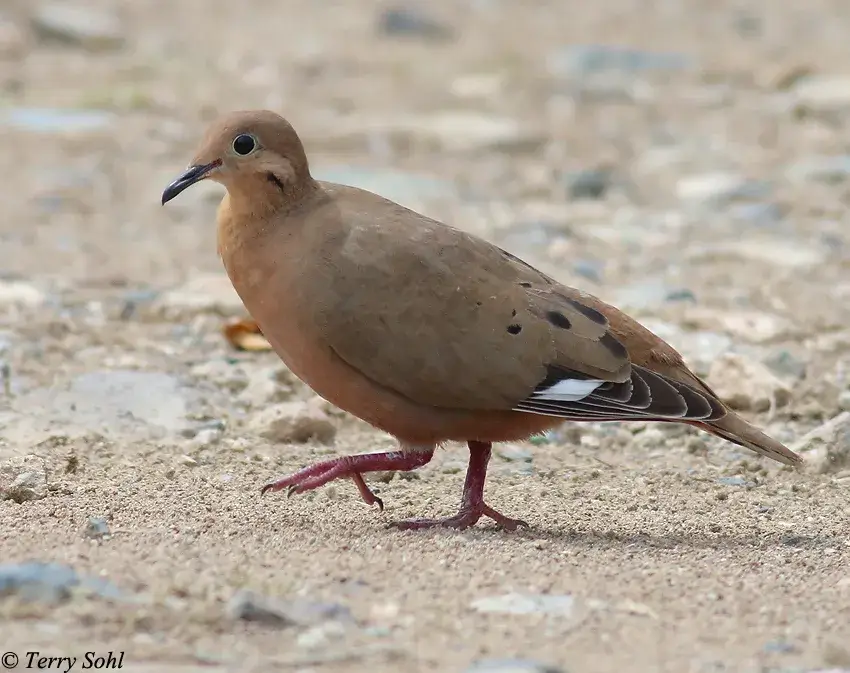 Zenaida Dove Characteristics