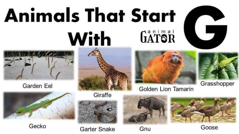 animals beginning with g