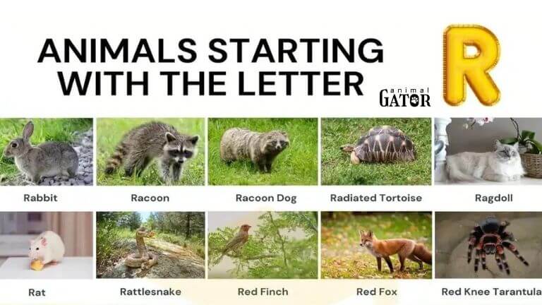 animals beginning with r