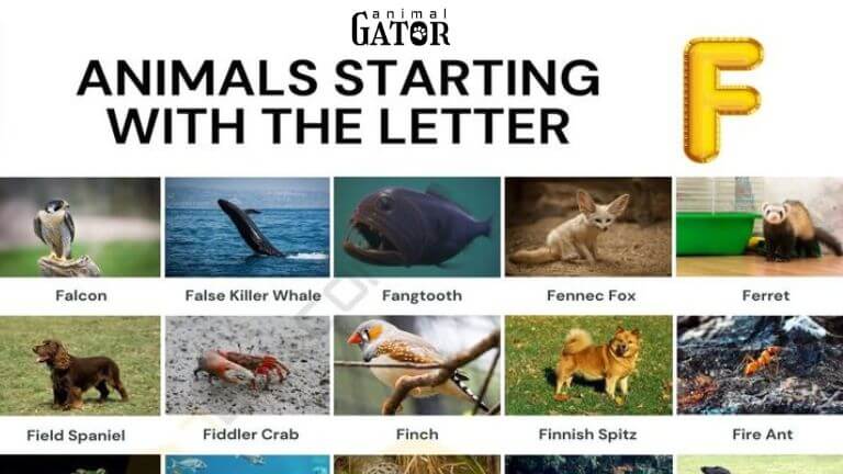 animals that start with f