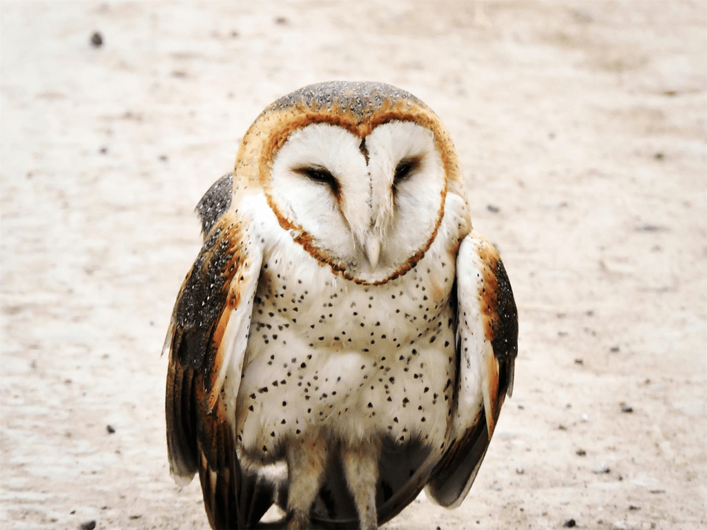 barn owl Characteristics