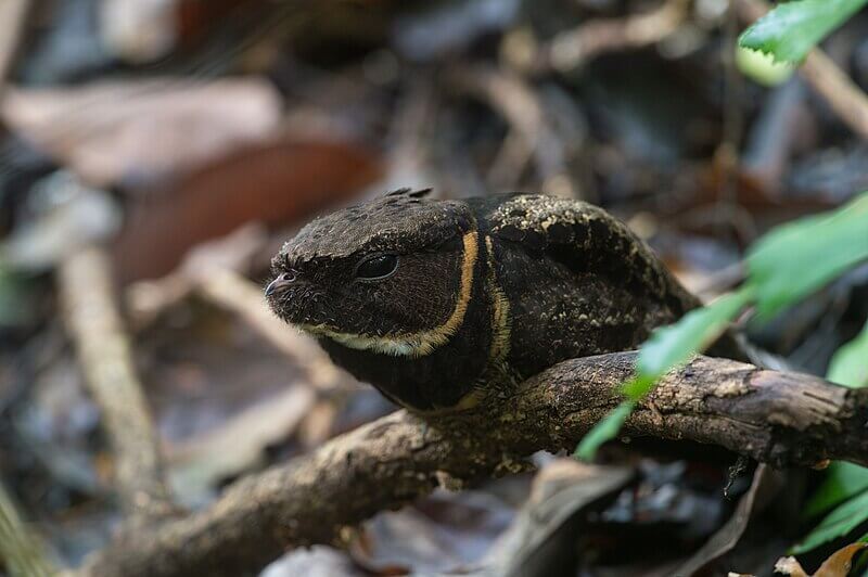 Great eared nightjar Characteristics