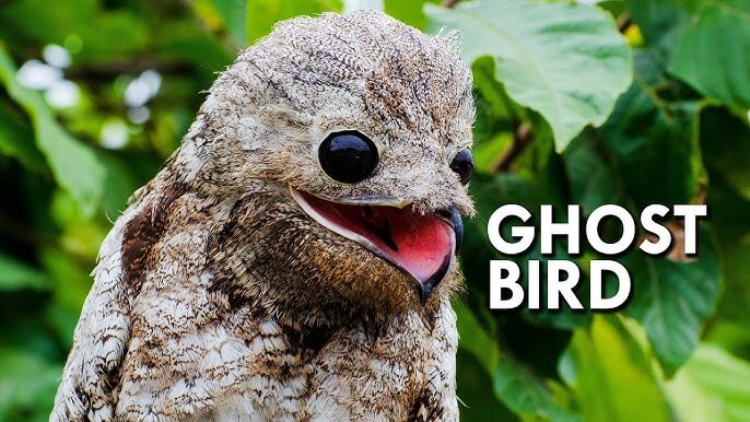 Great Potoo Characteristics