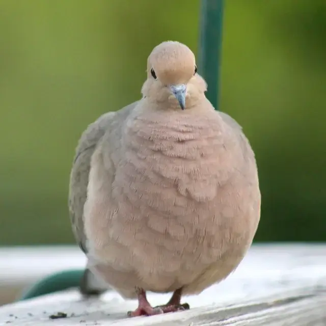 mourning dove Characteristics