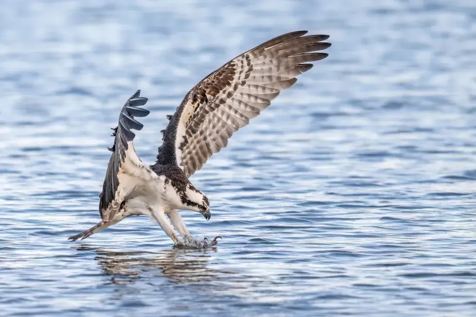 osprey Characteristics