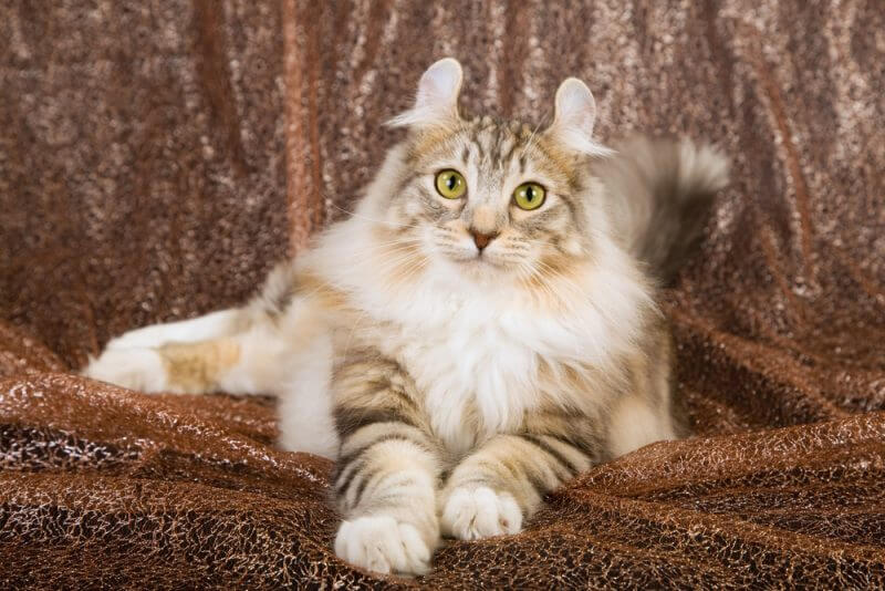 American Curl Cat