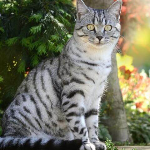 American Shorthair Cat