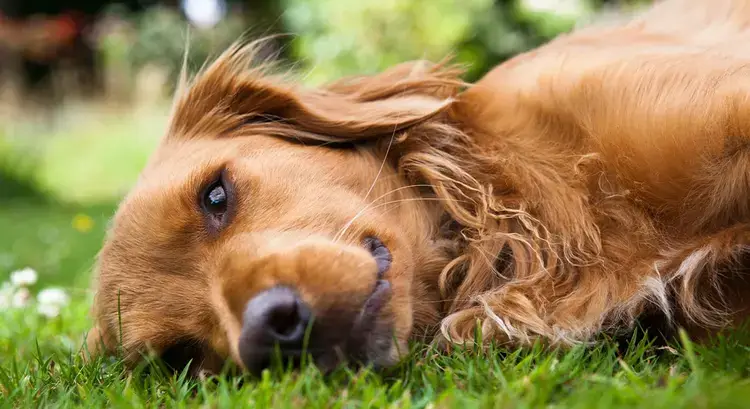 Behavioral Signs Your Dog Is Dying