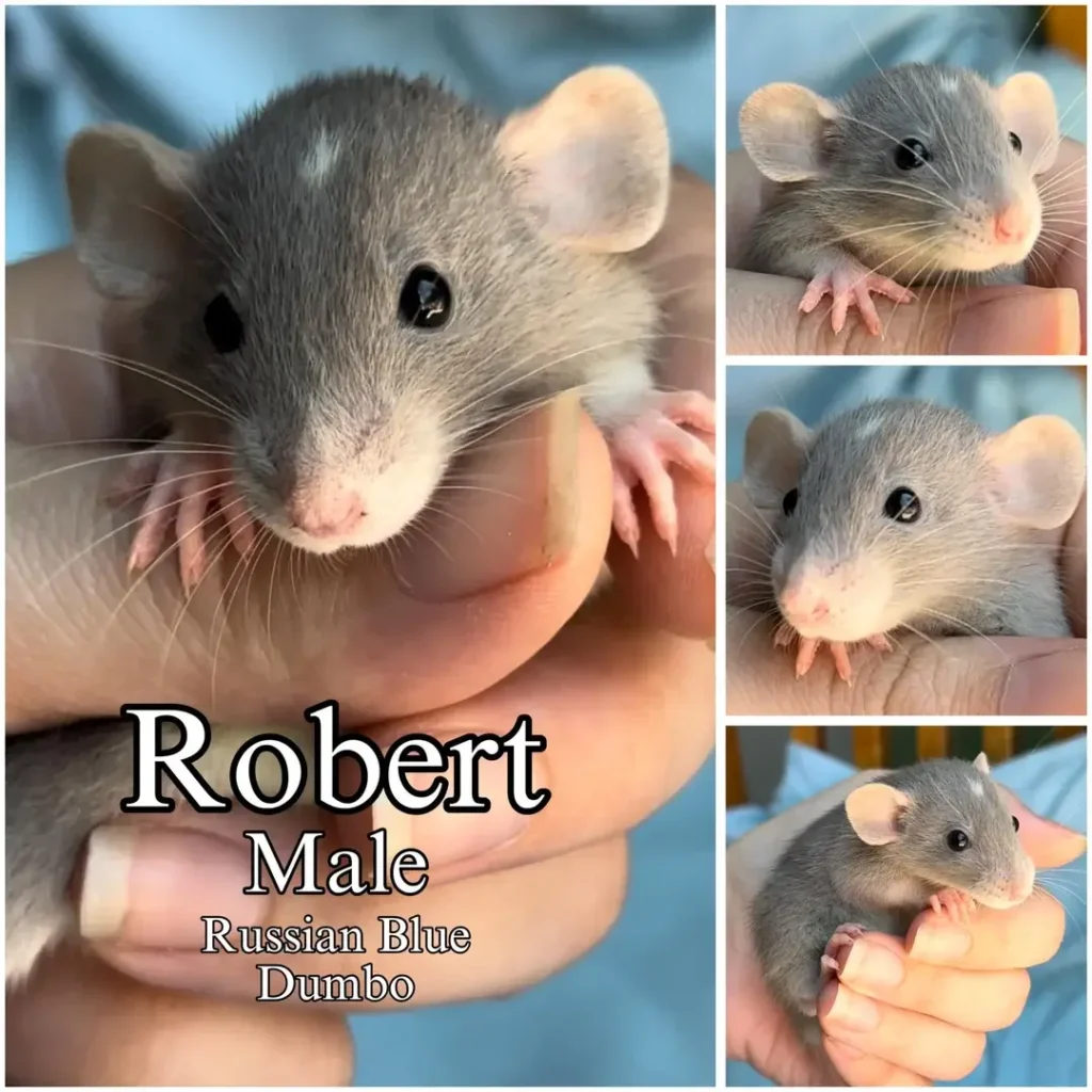 Best Classic Male Rat Names