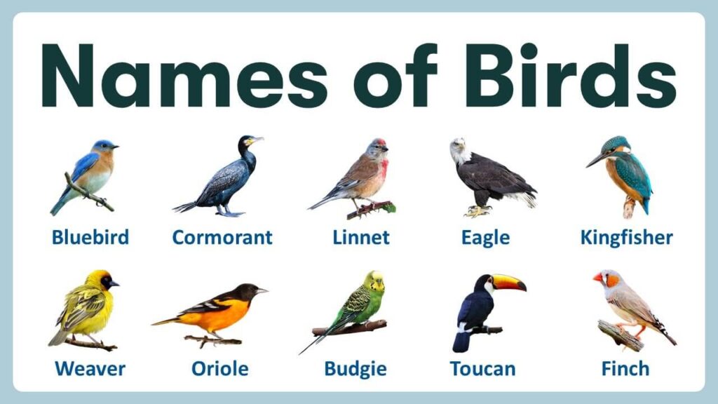 Bird Names by Type of Species