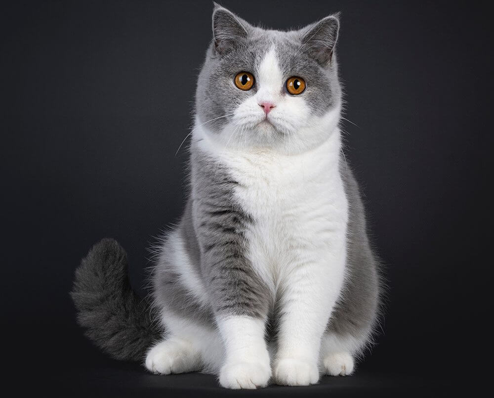 British Shorthair Cat