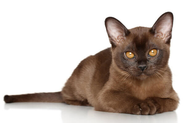 Burmese Cat