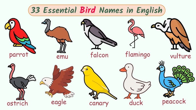 Categories of Bird Names