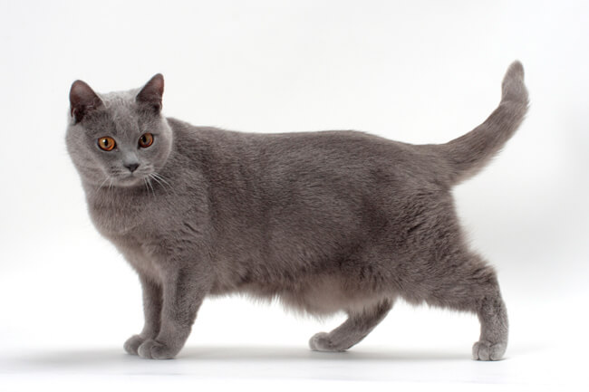 Chartreux Cat